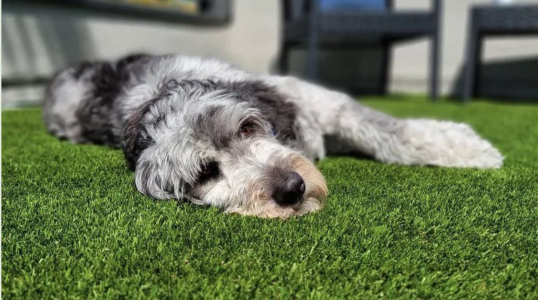 Shaggy gray and white dog resting on artificial turf