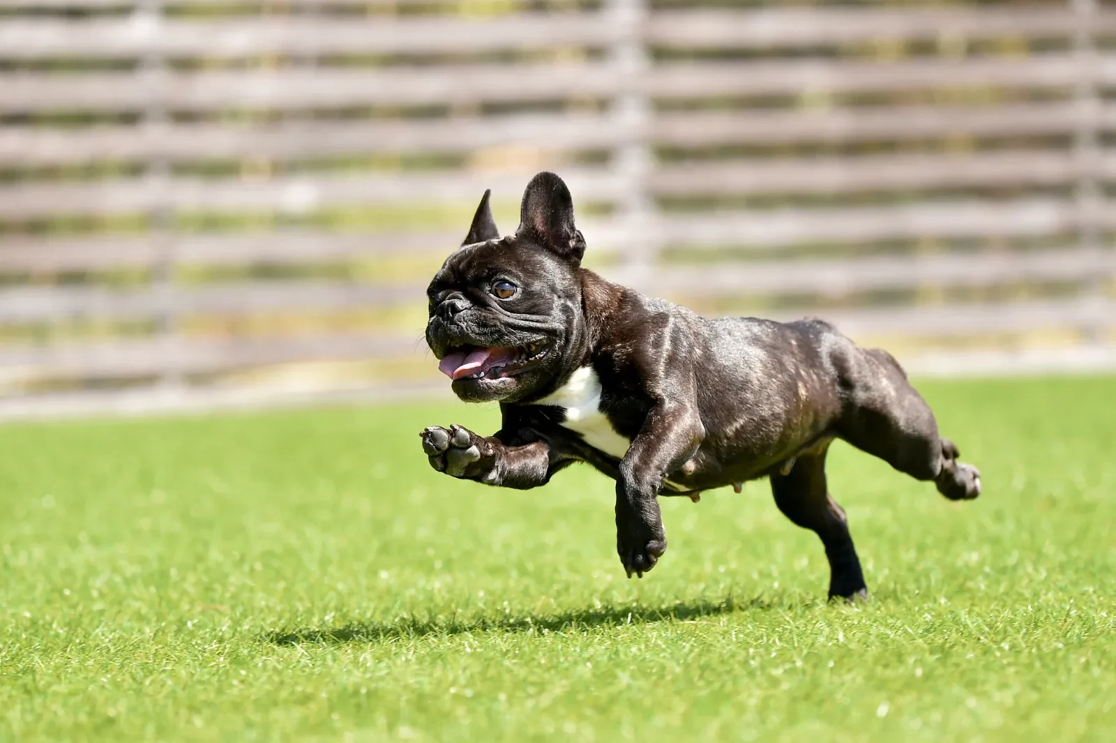 Dog running across a pet turf yard