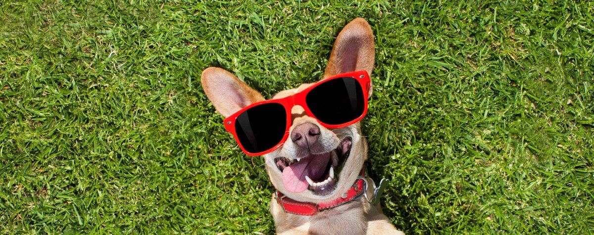 Dog yards with artificial turf